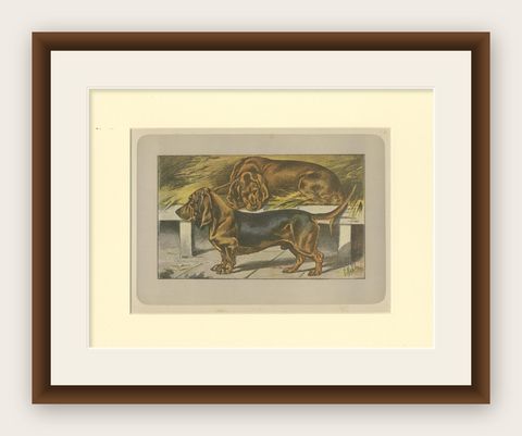 Antique Dog Print of the Basset Ardennais, shown framed