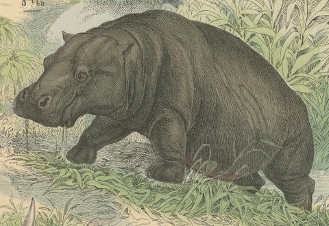 Large Mammals Print: Elephant, Rhino, Hippo & Tapir, Antique 1867, close-up 1