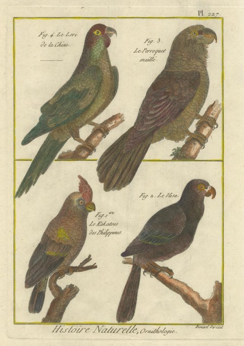 Exotic Parrots from the 18th Century: Hand-Colored Engraving by Robert Benard, close-up 1