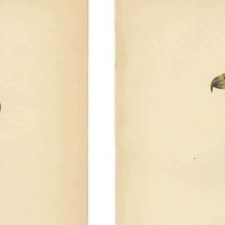 Nordic Birds of Prey Pair - Lithographs, Scandinavian Natural History 1929, close-up 1