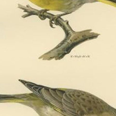 Antique Bird Print of the European Greenfinch by Von Wright, 1927, close-up 2