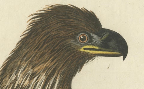 The Young Bald Eagle, Antique Dutch Ornithological Engraving, 1770s, close-up 1