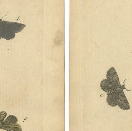 Antique English Moths and Caterpillars on Grass & Flowering Plants, Albin 1720, close-up 1