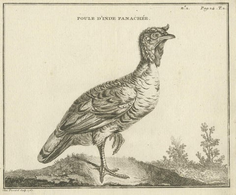 Antique Bird Print of a Variegated Indian Hen by Fessard, 1819, view 2
