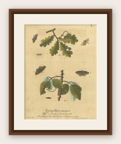 English Moths and Caterpillars on Oak & Bramble, Antique Insect Engraving, 1720, shown framed