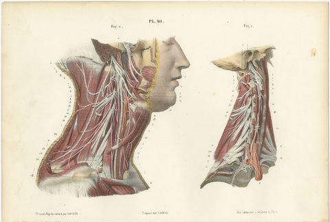 The Cervical Plexus, Antique Hirschfeld Anatomy Print, 1866, view 2