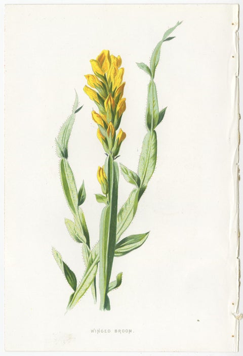 Set of Three Botany Prints Winged Broom, Gentian, Mimulus, view 2