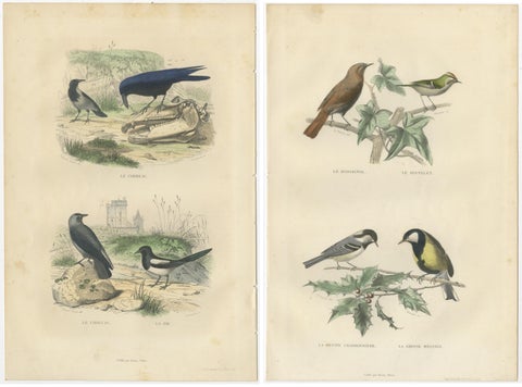 Set of 2 Antique Bird Prints Rave, Western Jackdaw, Nightingale by Buffon, view 4