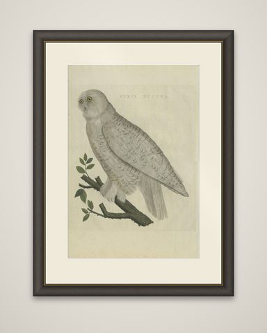 Antique Bird Print of the Snowy Owl by Sepp & Nozeman, 1809, shown framed