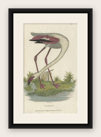 Antique Bird Print of a Flamingo by Shaw, 1809, shown framed
