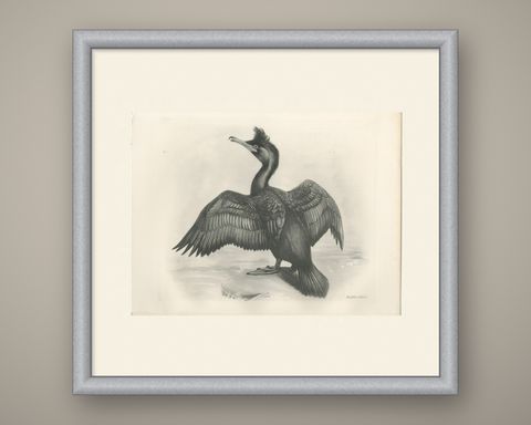 Shag, Antique Bird Print after Lilian Medland, circa 1909, shown framed