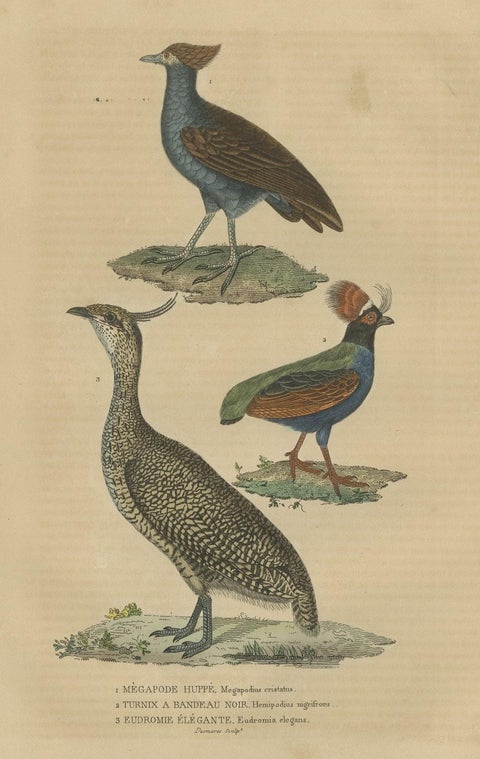 Bird Print of a Malay Scrubfowl, Black-rumped Buttonquail and the Elegant Trogon, close-up 2
