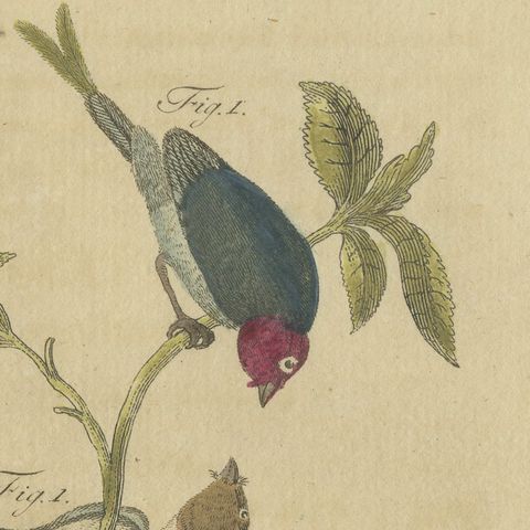Exotic Finches and Hummingbird, Antique Bertuch Print, Vienna, circa 1805, close-up 6
