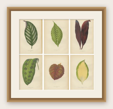 Set of 6 Botany Prints - Gesnera Cinnabarina - Dracaena Perrea (1891), shown framed
