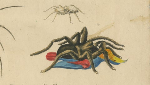 Fleas, Tarantula & Spiders, Brodtmann Hand-Colored Natural History Plate, 1816, close-up 4