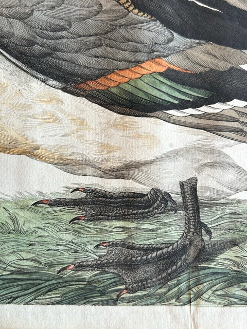 Northern Pintail Drake - Antique Bird Engraving by Nozeman and Sepp, 1789, view 6