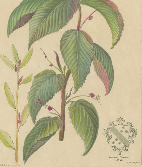 Antique Botany Print of a Caperonia Species, 'circa 1730', view 4