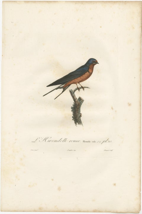 1807 Red-Breasted Swallow Illustration - Original Handcolored Antique Bird Print, view 2