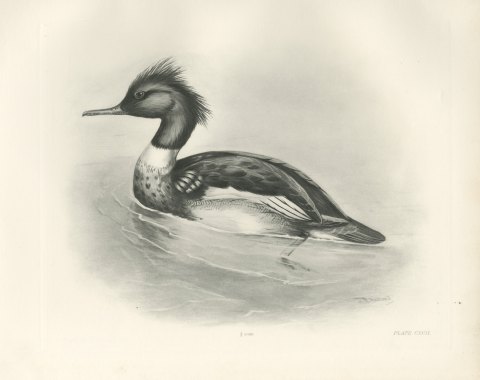 Red-breasted Merganser Drake, Plate CXCII after Lilian Medland, c. 1909