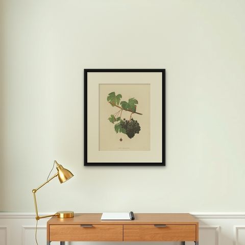Rare Original Antique Lithograph of the Petit Bouschet Grape Variety, 1890, shown framed on a wall