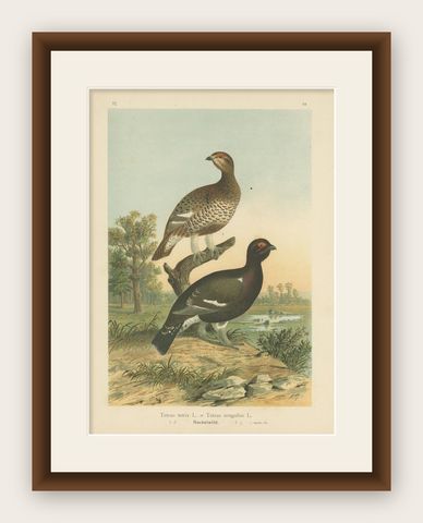 Antique Bird Print of the Black Grouse 'Hybrid' by Naumann, circa 1895, shown framed
