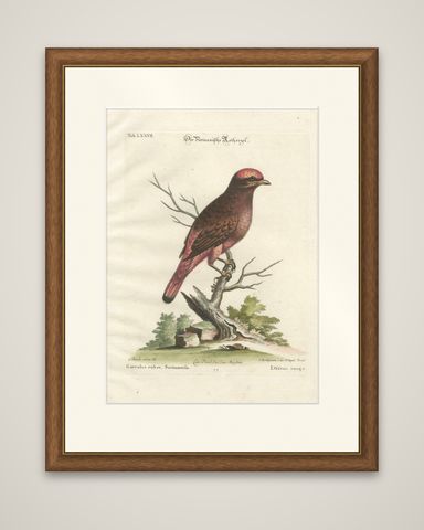 The Red Bird of Surinam by J.M. Seligmann, Hand-Colored Engraving, 18th Century, shown framed