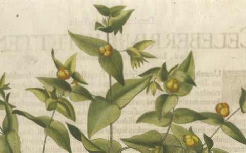 Basilius Besler Spurge, Glasswort & Pennywort Botanical Engraving, 1613, close-up 2