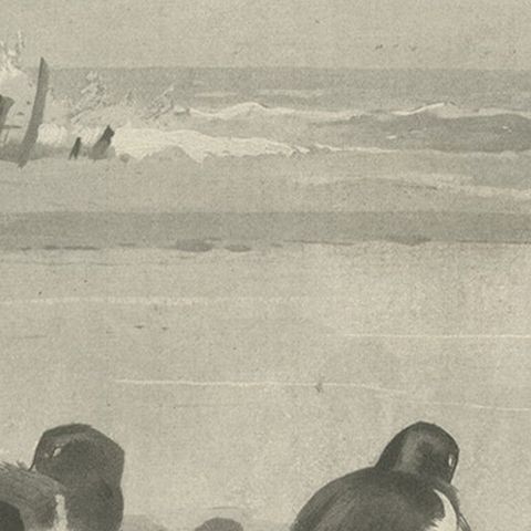 Original Old Print Showing Birds on the Seashore, 1896, close-up 2