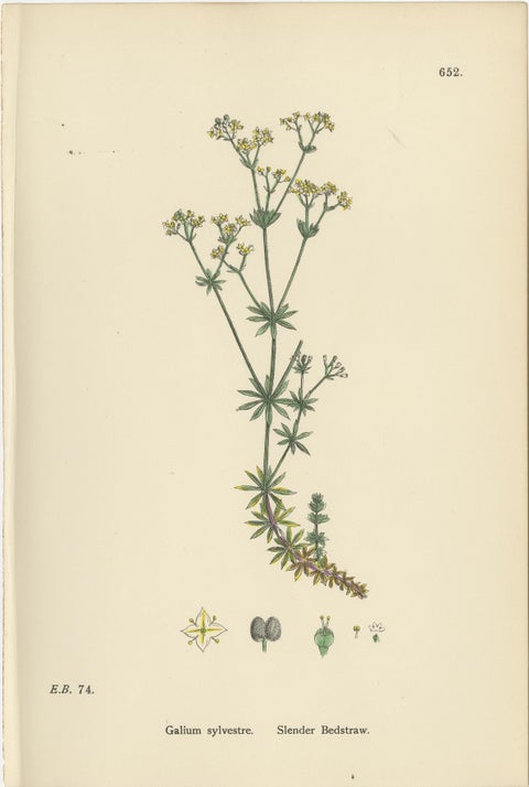 Antique Botanical Prints, Decorative Set of 10 Bedstraw Plant Engravings, 1902, view 11