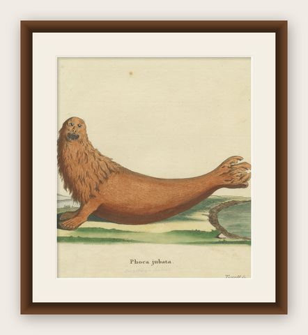 Original Antique Print of a Steller Sea Lion, shown framed