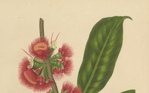 Antique Wax Apple Blossom Botanical Chromolithograph by Hoola van Nooten, c.1880, close-up 6