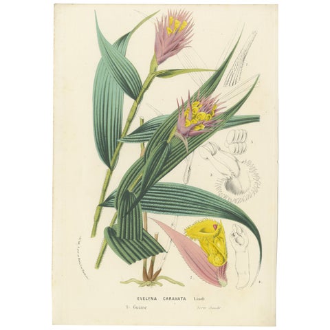 Caravata Plant Botanical Illustration by Louis van Houtte, 19th Century