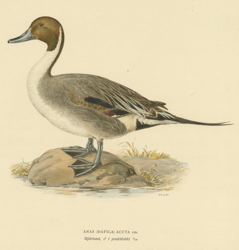 Sleek Elegance: The Northern Pintail by Magnus von Wright, Published in 1929, close-up 3
