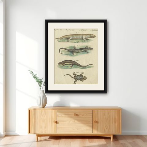 Antique Handcolored Engraving of Lizards and Newts, c.1800, shown framed on a wall