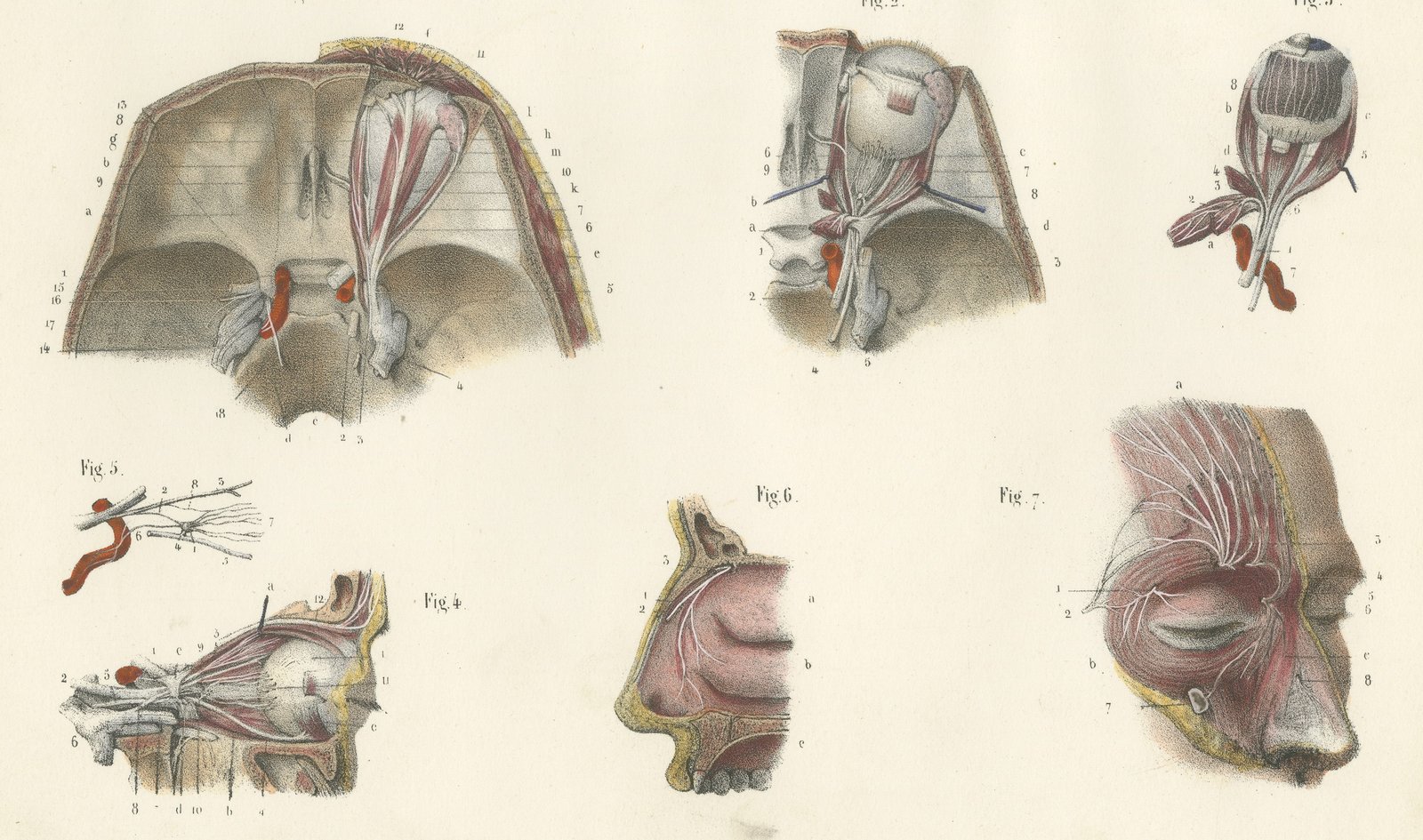 The Orbit and the Ophthalmic Nerve, Antique Hirschfeld Anatomy Print, 1866