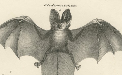 Anatomical Studies of Bats from 'The Mammals' Natural History Lithographs, 1836, close-up 3