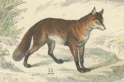 Mammals Print: Bears, Fox, Otter & Skunk, Antique Hand-Coloured 1867, close-up 6