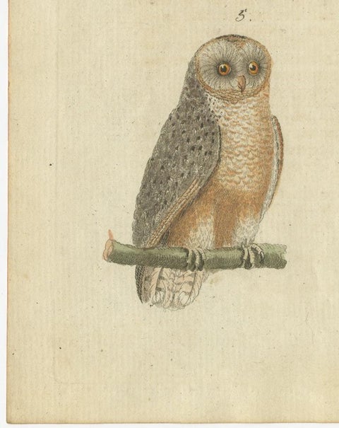 European Owls, Antique Hand-Colored Bird Engraving, Vogel IX, c.1800, view 3