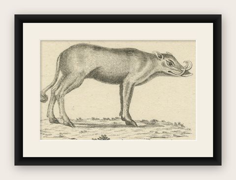 Antique Engraving of a Babirusa and a Swallow, ca.1800, shown framed