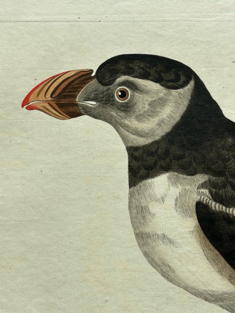 Alca arctica, Antique Atlantic Puffin Print by Nozeman & Sepp, 1809, view 3