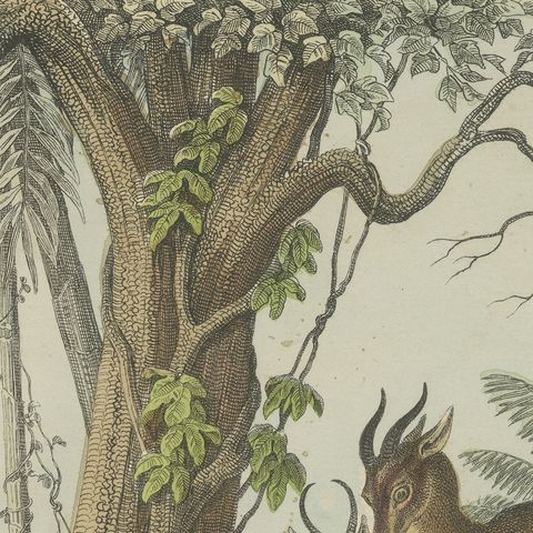 Antique Bison and Wildebeest Print with Zebu and Gazelle, Kolb, circa 1890, close-up 1