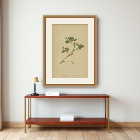 Antique Botany Print of the Dwarf Willow by Palla, 1897, shown framed on a wall
