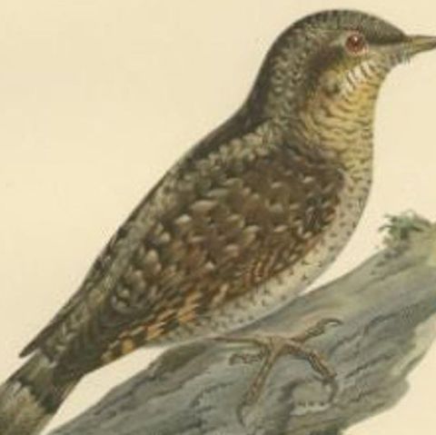 Antique Bird Print of the Eurasian Wryneck, 1927, close-up 2