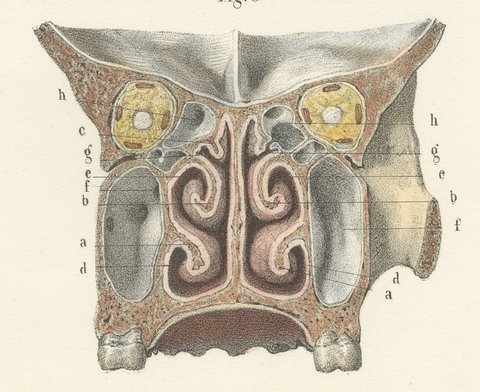 The Lining Membrane of the Nose, Antique Hirschfeld Anatomy Print, 1866, view 7