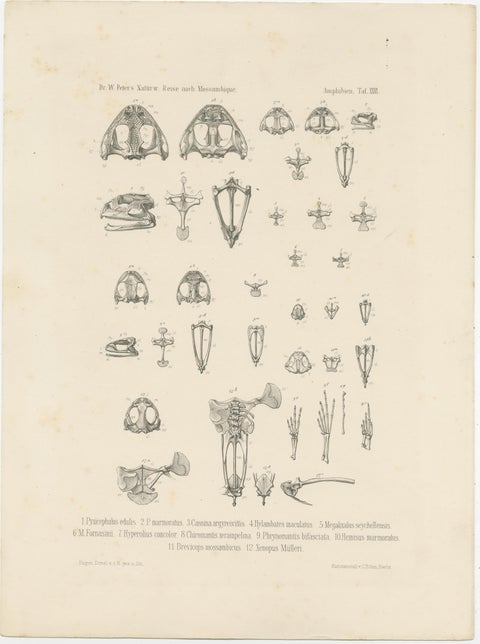 Antique Print of Bones of Various Frog Species, view 2