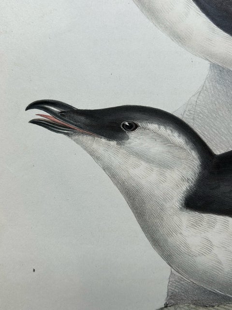 Elegant Hand-Colored Print of the Razor-Bill Auk by John Gould, c.1832, view 4