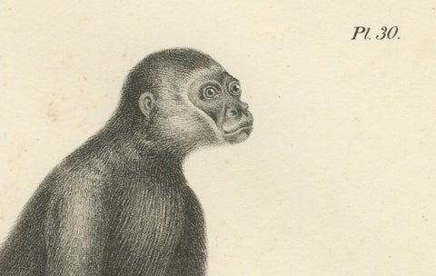 Macaque, Mandrill & Dikbuik Monkeys, Lithographs by C.C. Last, 1836, close-up 3