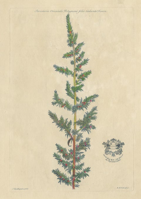 Antique Botany Print of a Parietaria Species by Martyn 'circa 1730', view 3