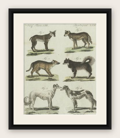 Antique Print of 6 Dog Breeds, most likely including the Western Siberian Laika, shown framed