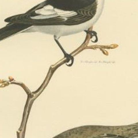 Antique Bird Print of the Pied Flycatcher, 1927, close-up 2